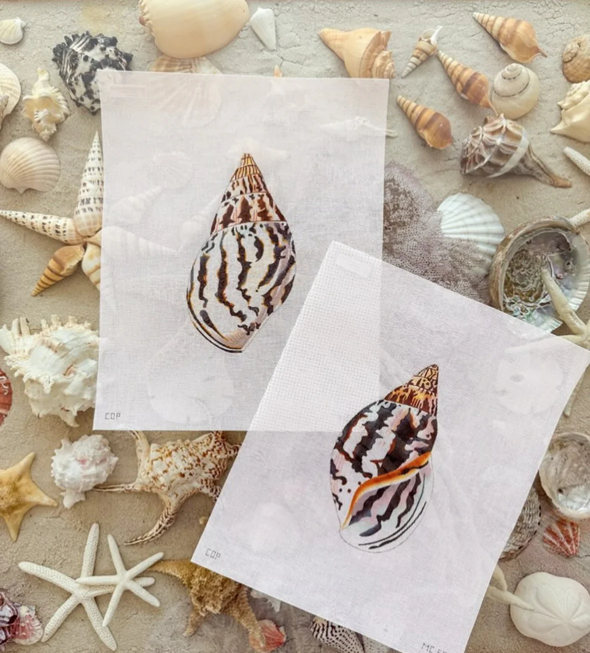 Two Sided Seashell - The Flying Needles