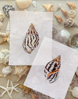 Two Sided Seashell - The Flying Needles