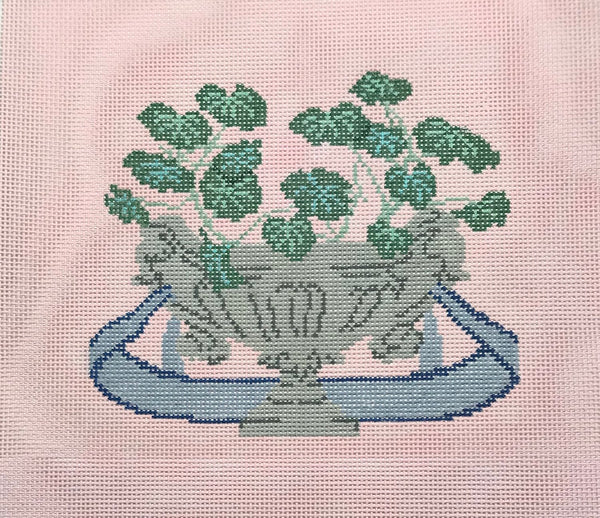 Pelargoniums - The Flying Needles